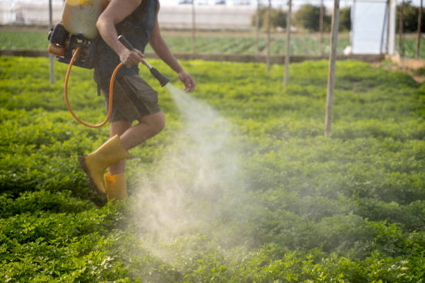 Best Ant Control Services  in Inwood, FL